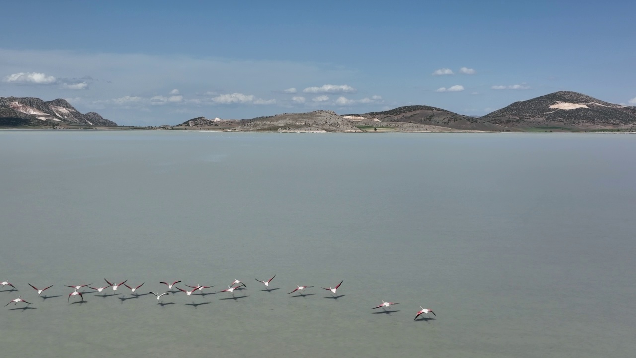 火烈鸟飞过湖面的慢动作视频视频素材