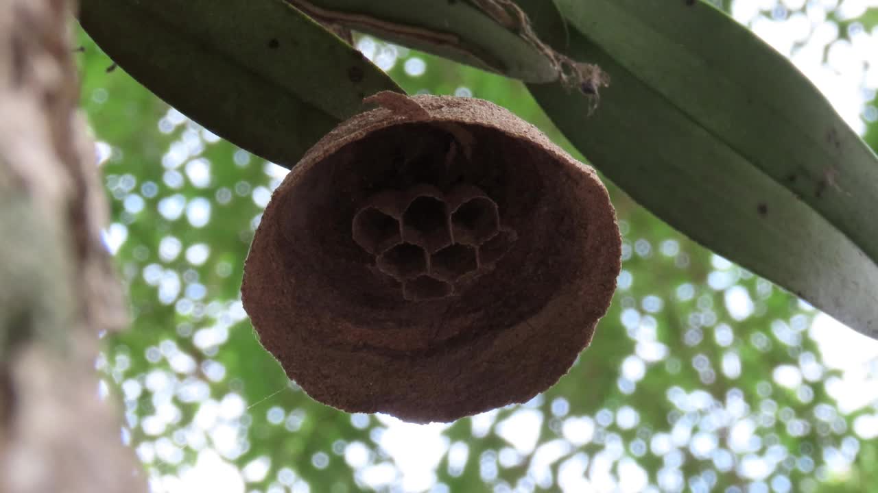 黄蜂筑巢视频素材