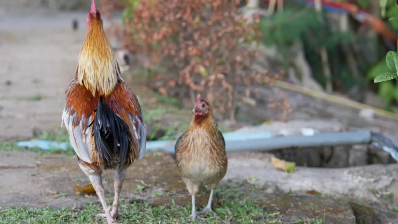 2只鸡在草地上视频下载