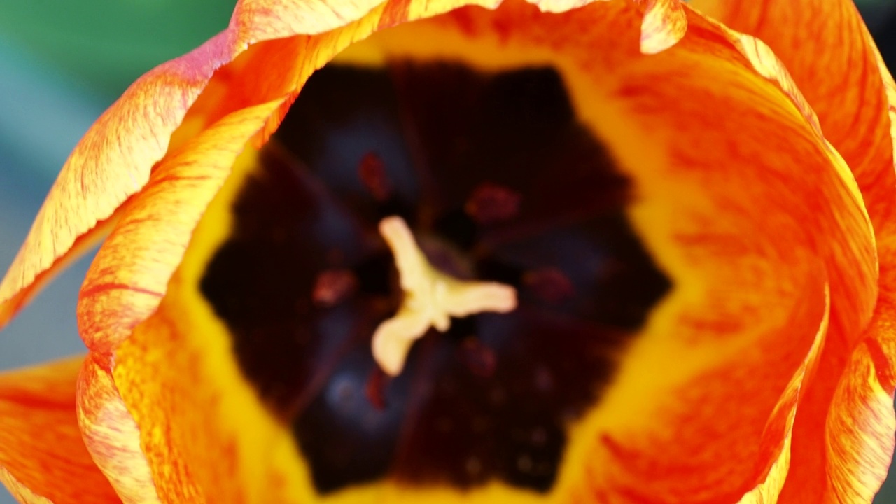 橙色郁金香花。视频素材