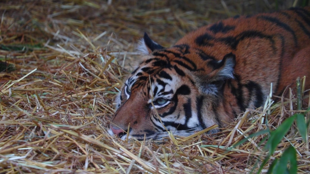 一只美丽的老虎躺在草地上放松。马来虎，美洲虎视频下载