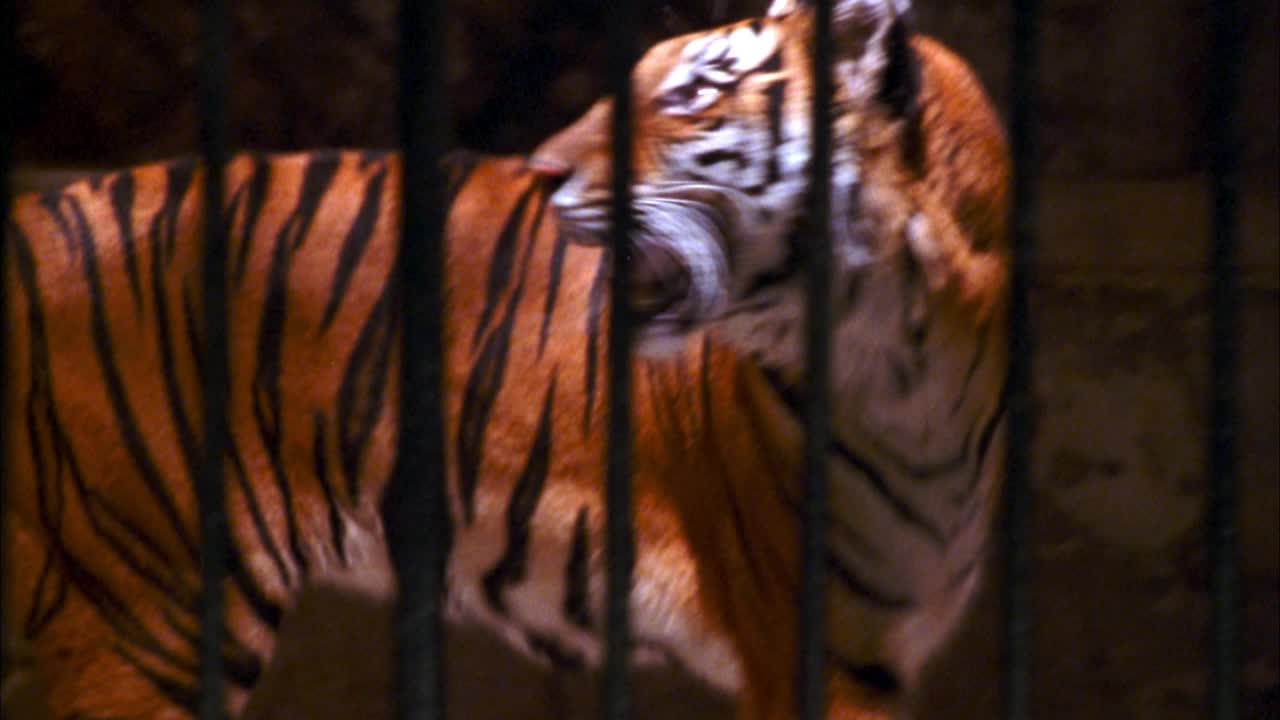 老虎在笼子里的跟踪镜头，动物园。老虎在笼子里左右移动。视频下载
