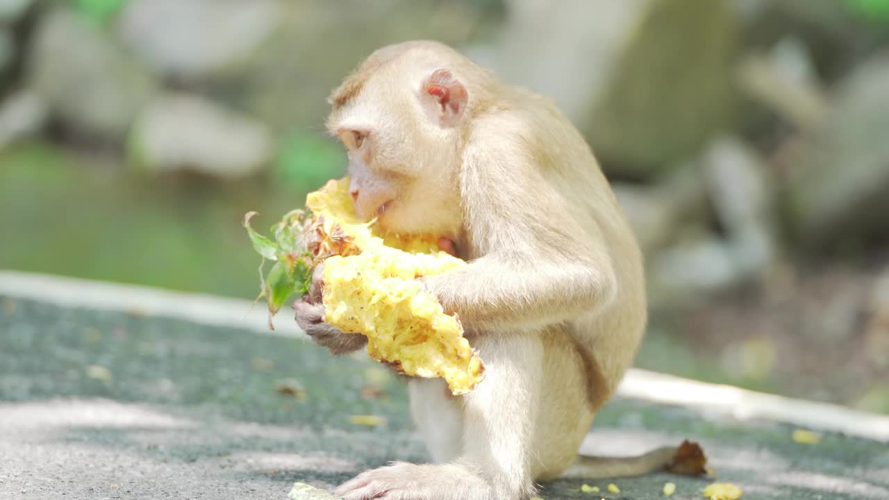 小猴子吃着水果坐着。泰国普吉岛公园，猕猴在吃香蕉。视频素材