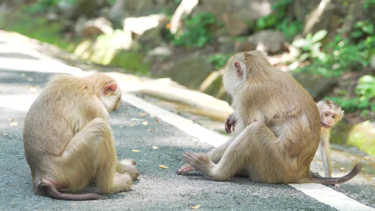 小猴子吃着水果坐着。泰国普吉岛公园，猕猴在吃香蕉。视频素材