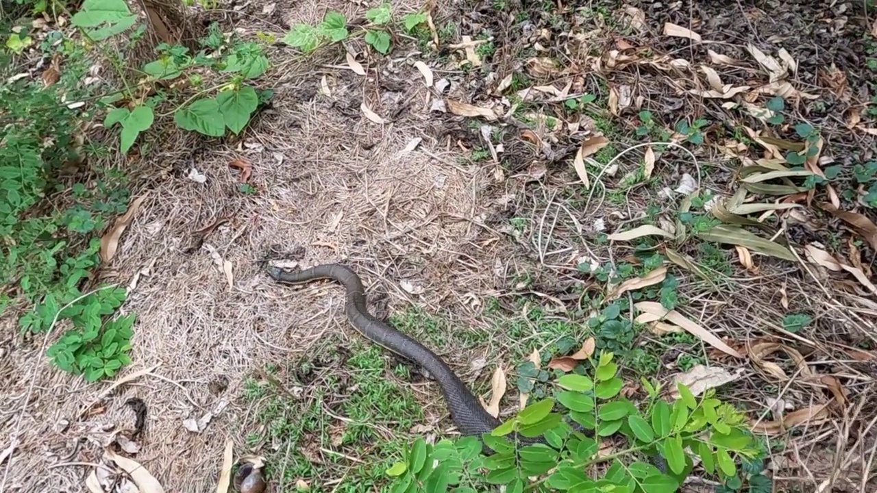 蛇在草地上爬行视频素材
