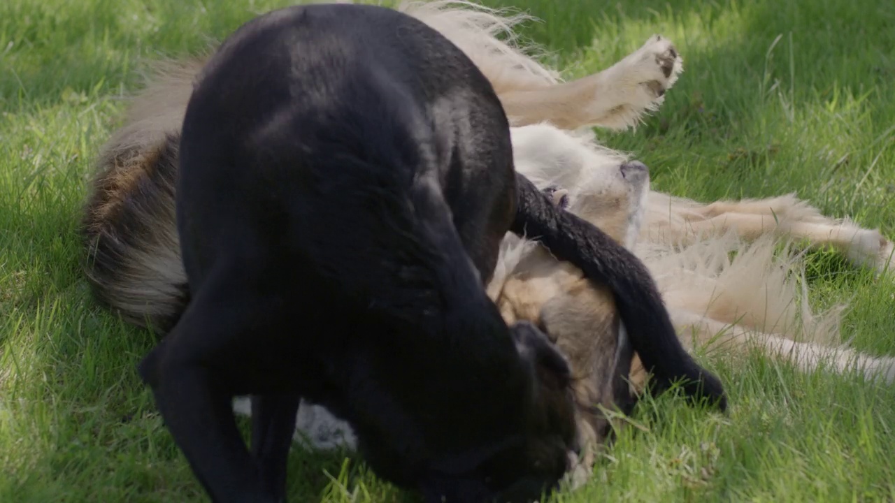 狗玩和有乐趣(4K) /粗牧羊犬和拉布拉多混合在绿色草地上玩-慢动作视频素材