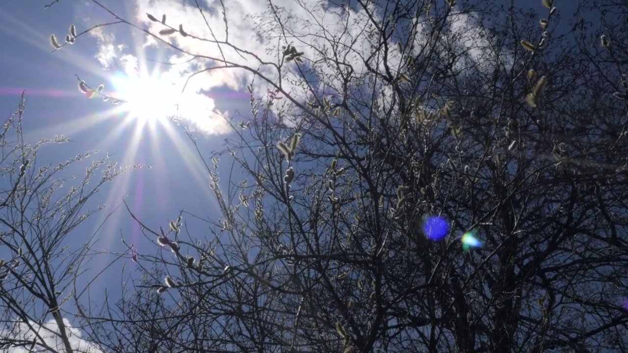明亮的阳光从光秃秃的树枝上照射下来，树枝上长着蓬松的嫩芽视频下载
