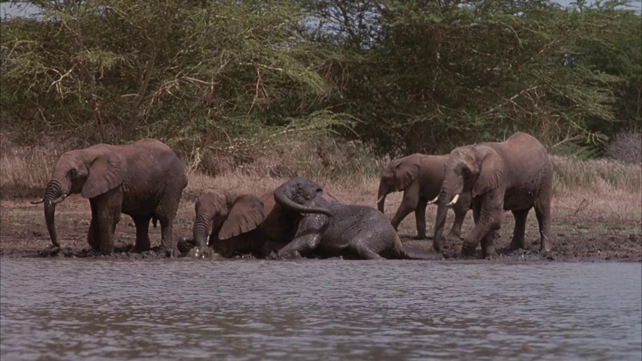 中等角度的五头成年大象沿着河岸或湖边。看大象用鼻子喝水或把泥巴和水溅到自己身上。两只大象躺在河岸上。视频素材