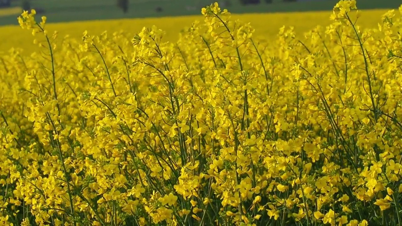 黄色开花油菜植物的特写视频素材