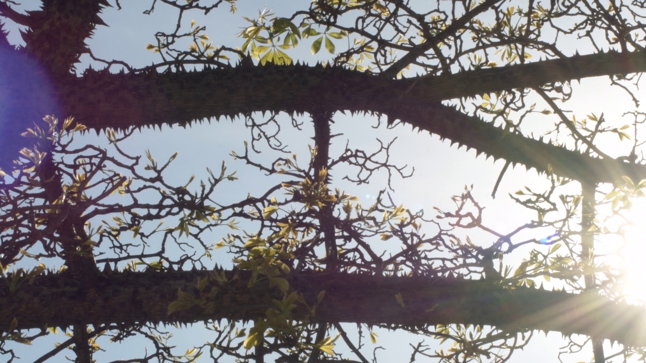 日落时树枝上的尖刺视频素材