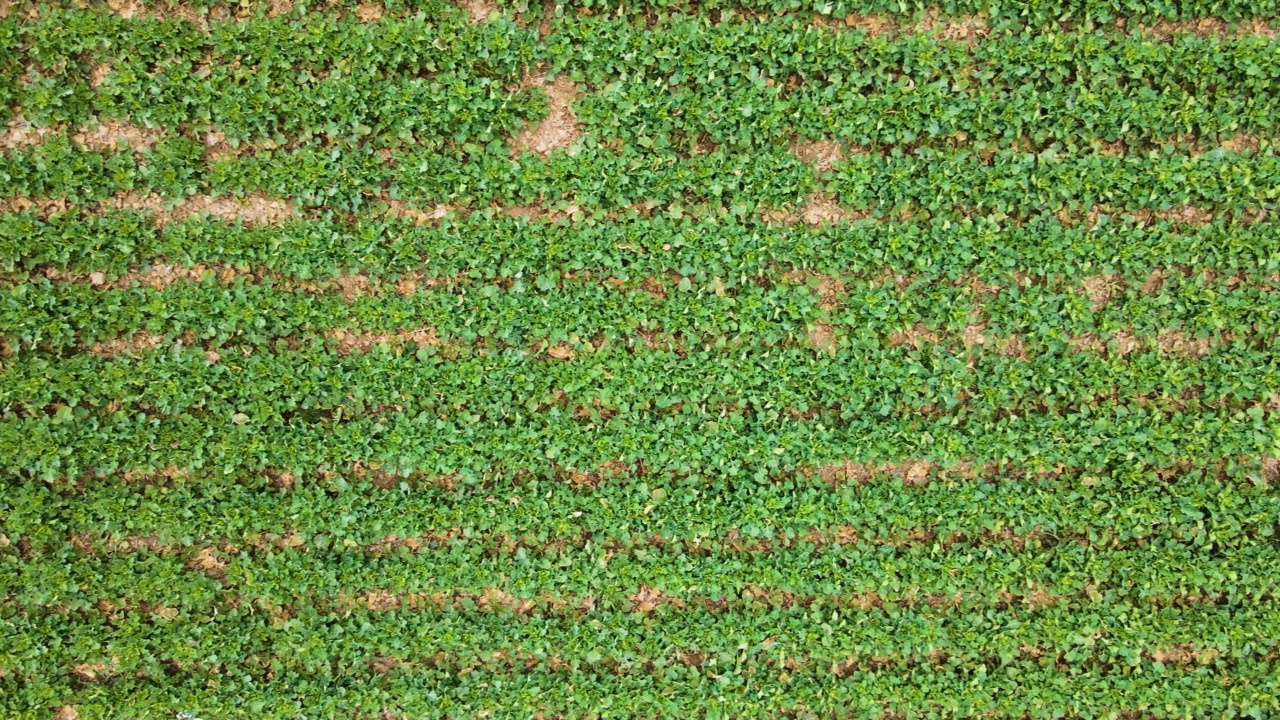 农艺性油菜籽田的鸟瞰图，绿色的油菜芽在株系中生长视频素材