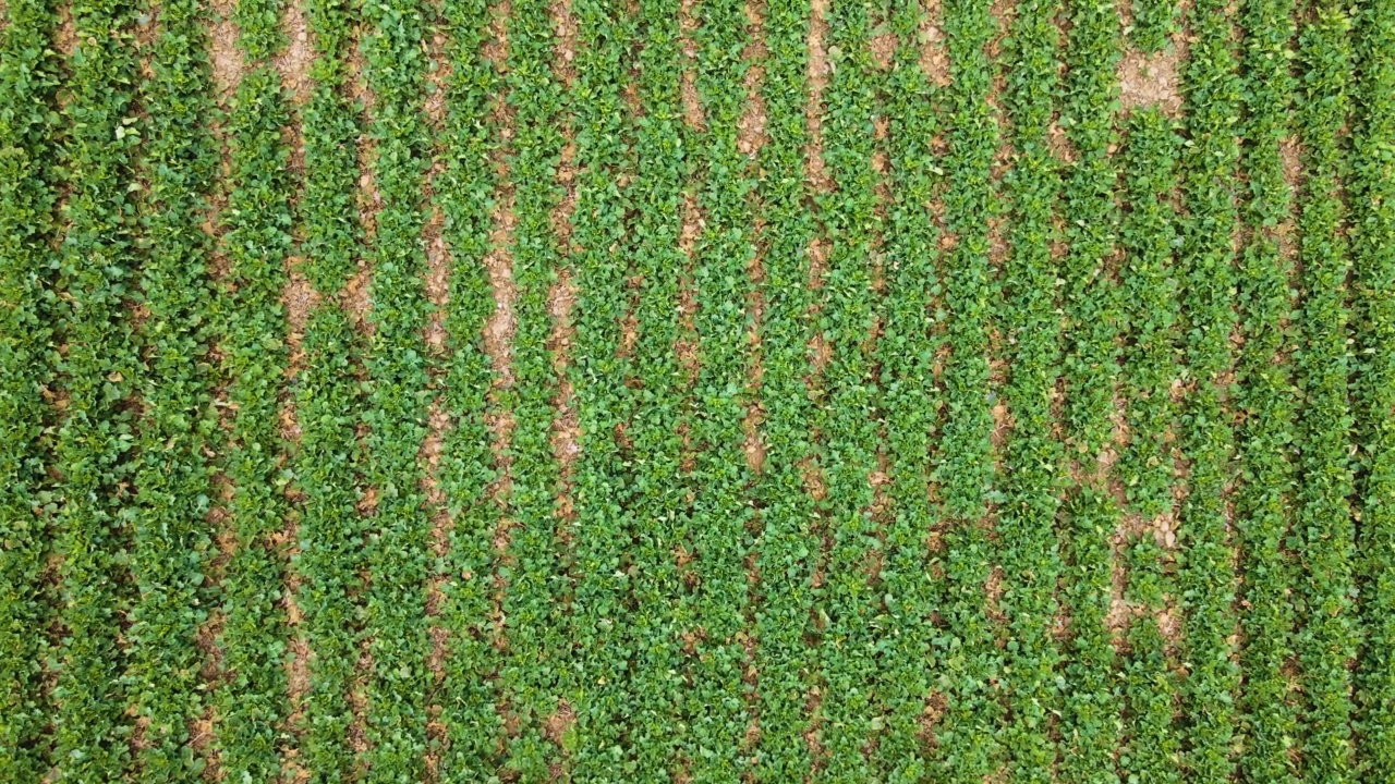 肥沃土壤中油菜芽生长期间绿色农艺油菜田的俯视图视频素材