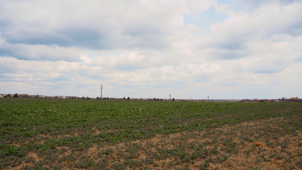 绿油油的农田在多云的春天种植油菜视频素材