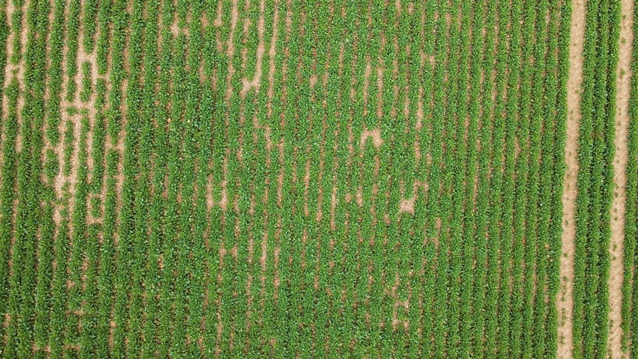 相机高高挂在农艺油菜田上，绿色的油菜芽成行地生长视频素材