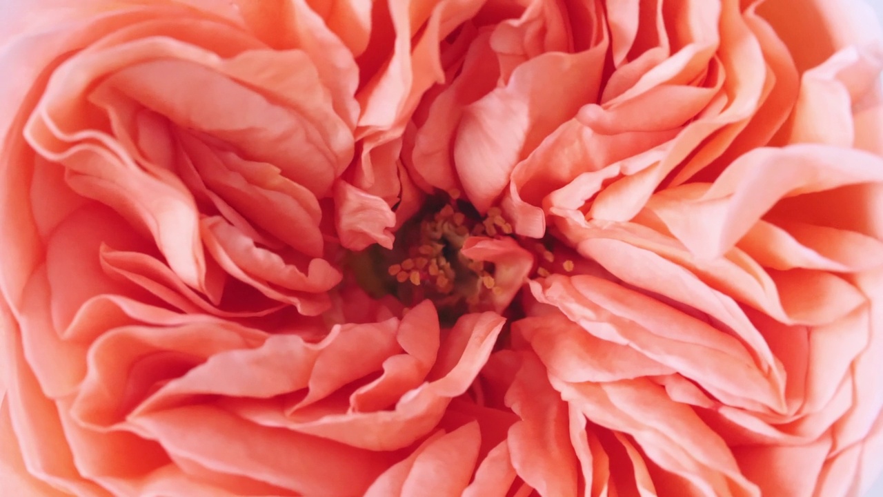 美丽的粉红色玫瑰旋转在白色背景，微距拍摄。芽特写镜头。盛开的粉红玫瑰花开放。节日背景，情人节概念。视频下载