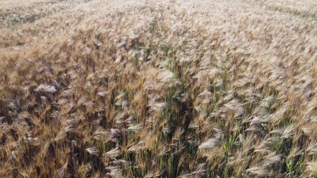 乡下成熟麦田的鸟瞰图。夕阳下，麦田在风中摇曳。年轻和绿色的小穗。大麦穗在自然界的作物。农学，工业和粮食生产视频素材