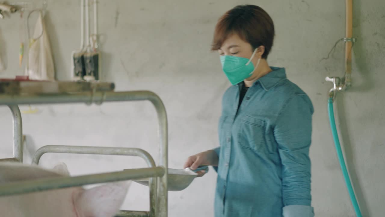 妇女在养猪场工作视频下载