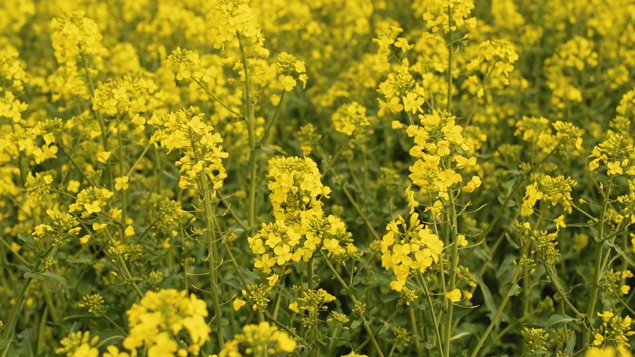 田野中盛开的黄色油菜花视频素材