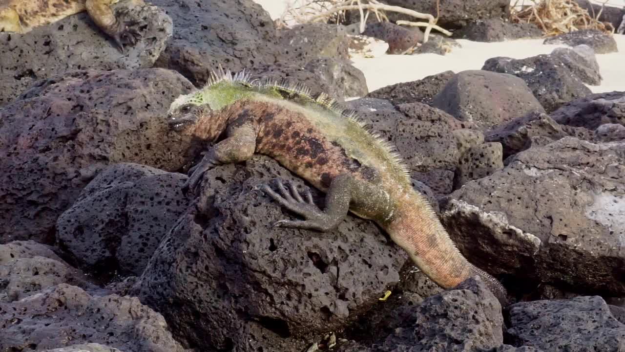 栖息在加拉帕戈斯群岛岩石上的海鬣蜥。-视频下载