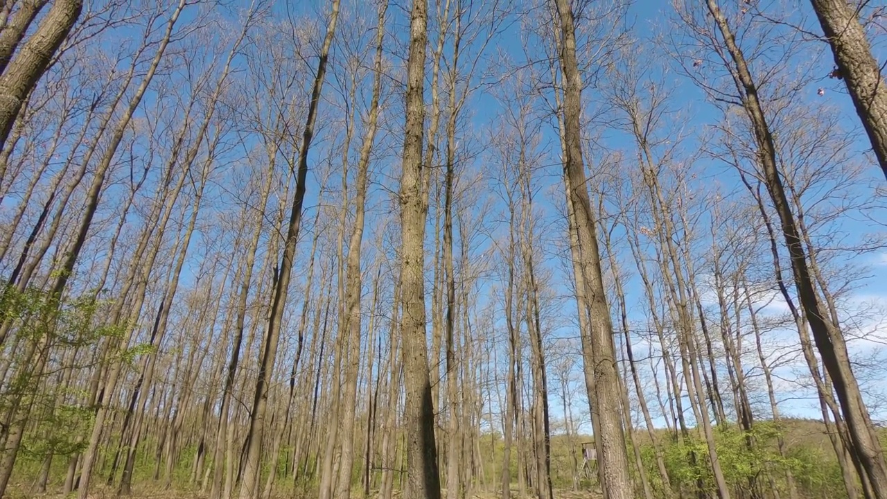 匈牙利无梗栎(无梗栎树)林中的春天。底部视图。视频素材
