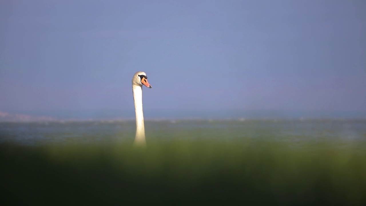 匈牙利巴拉顿湖附近草地上的沉默的天鹅。有选择性的重点。视频下载