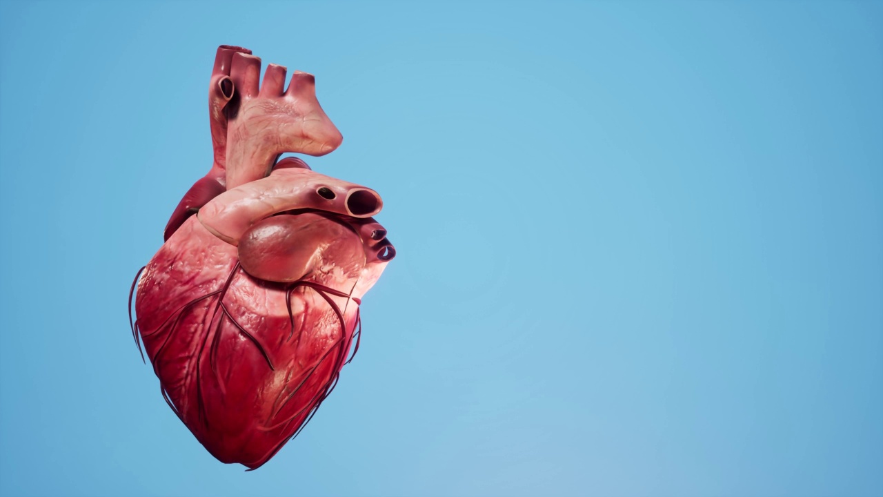 心脏解剖三维动画。心脏的肌肉和血管结构。视频购买