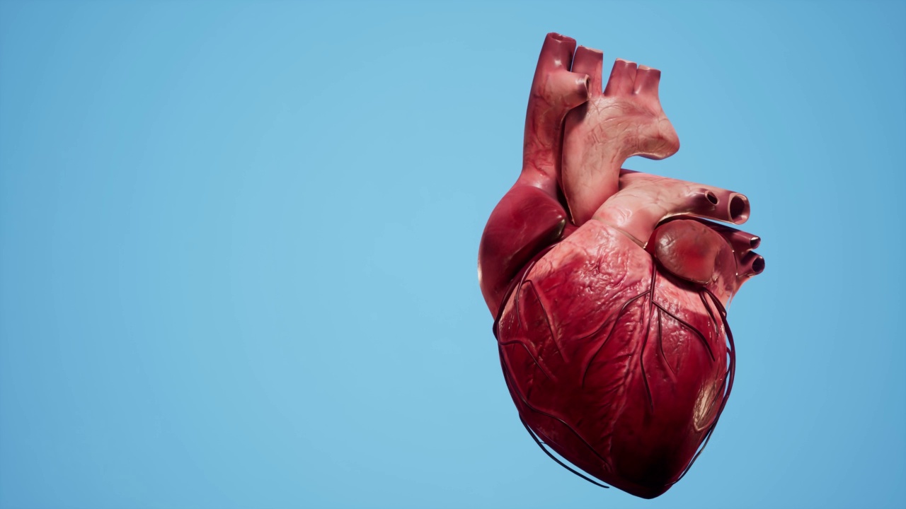 心脏解剖三维动画。心脏的肌肉和血管结构。视频素材
