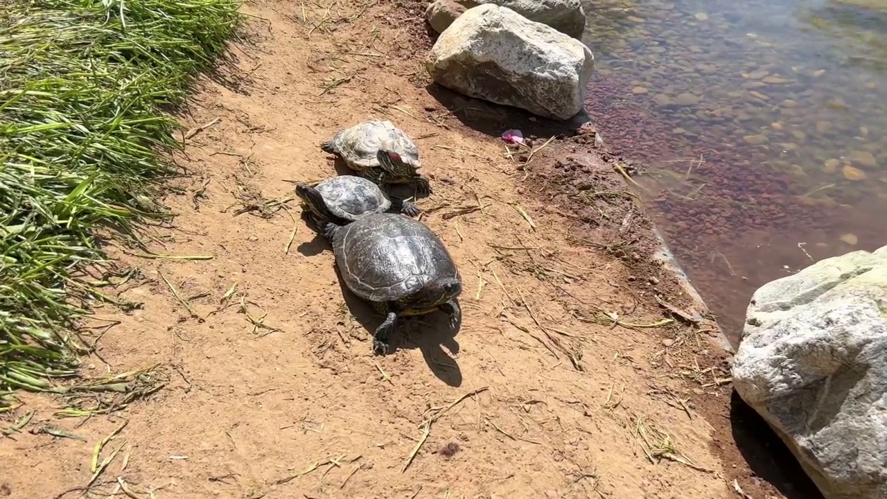 美丽的小海龟在自然公园的湖泊或池塘边休息或晒太阳视频素材