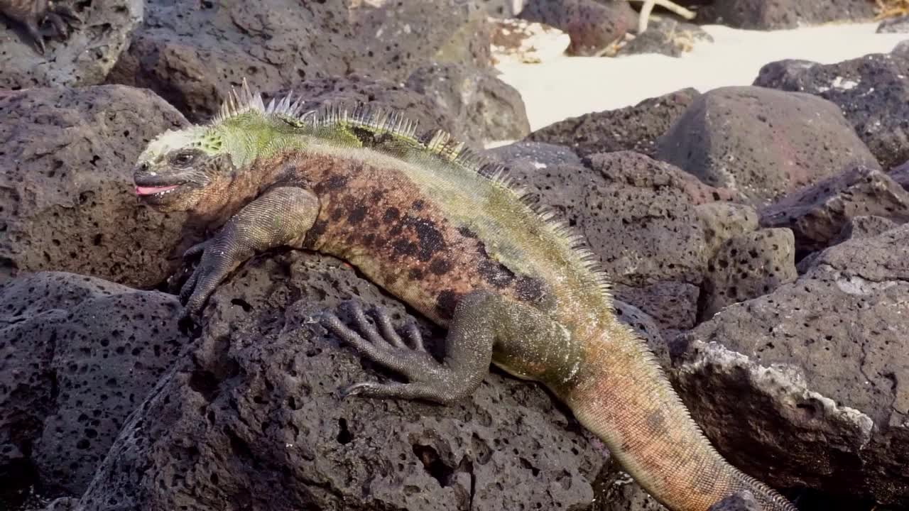 栖息在加拉帕戈斯群岛岩石上的海鬣蜥。-视频下载