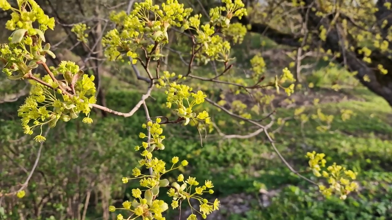 美丽的春天，枫花绽放，close up。树枝在风中摇曳。视频素材