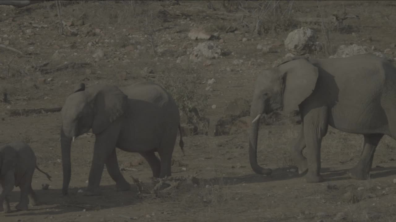 群大象视频素材