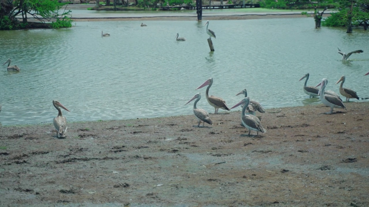 湖边的一群鹈鹕视频素材