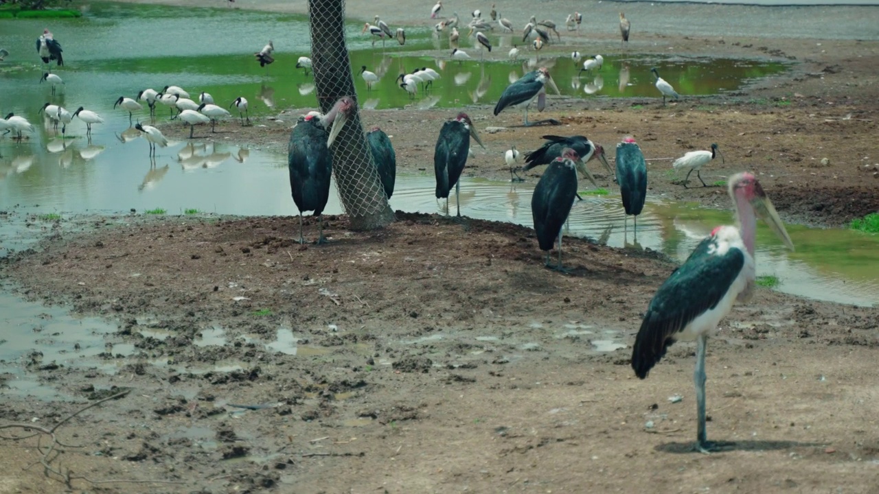 湖边的一群彩鹤视频素材