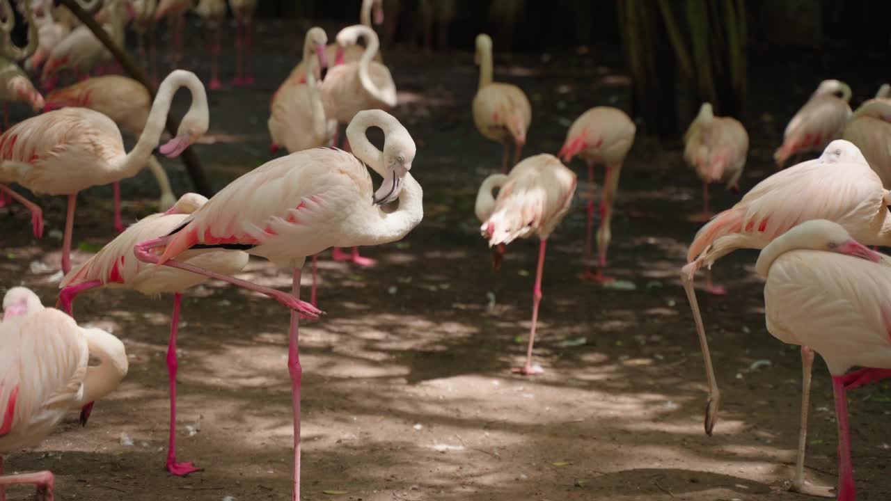 动物园里的一大群非洲火烈鸟视频素材
