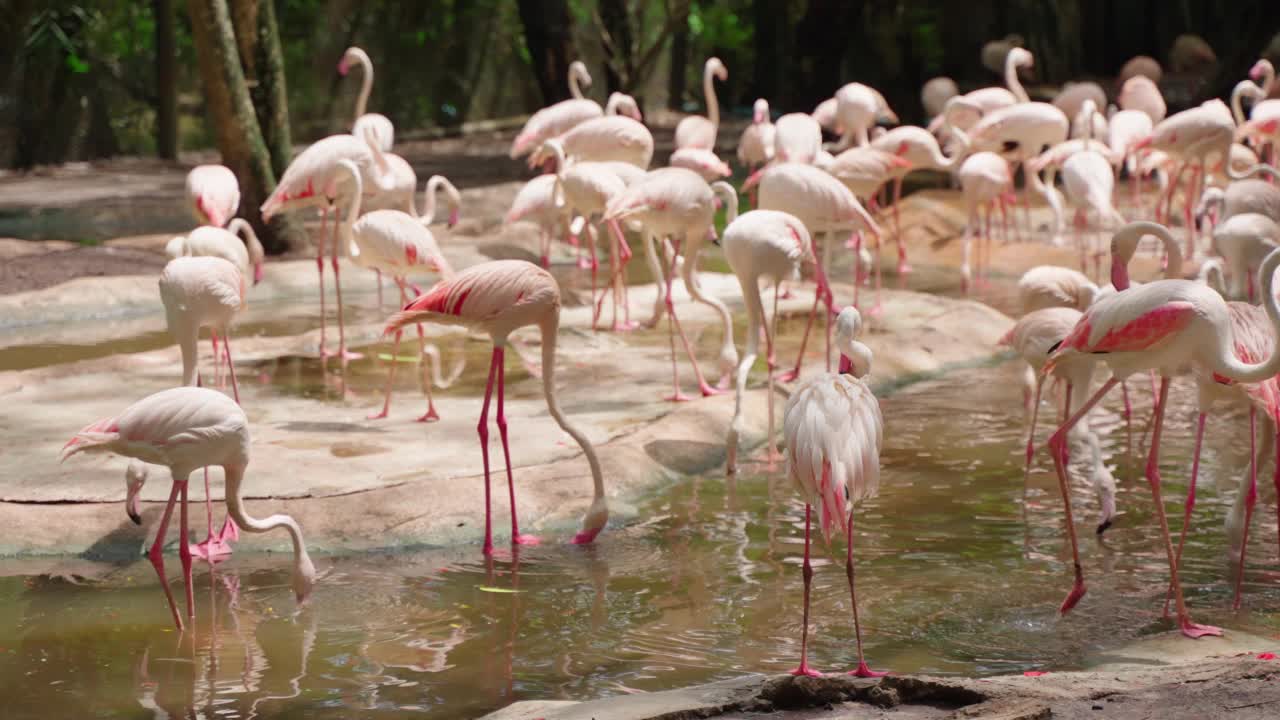 动物园里的一大群非洲火烈鸟视频素材