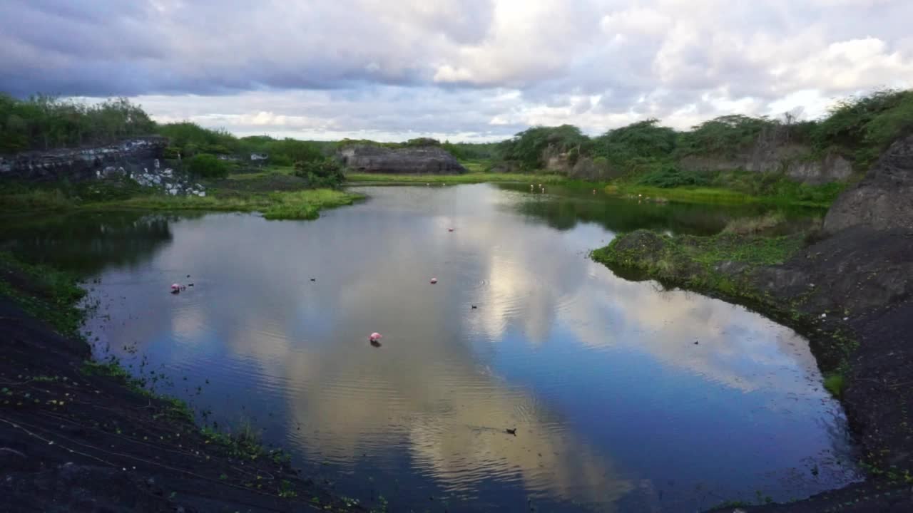 火烈鸟在加拉帕戈斯群岛视频下载