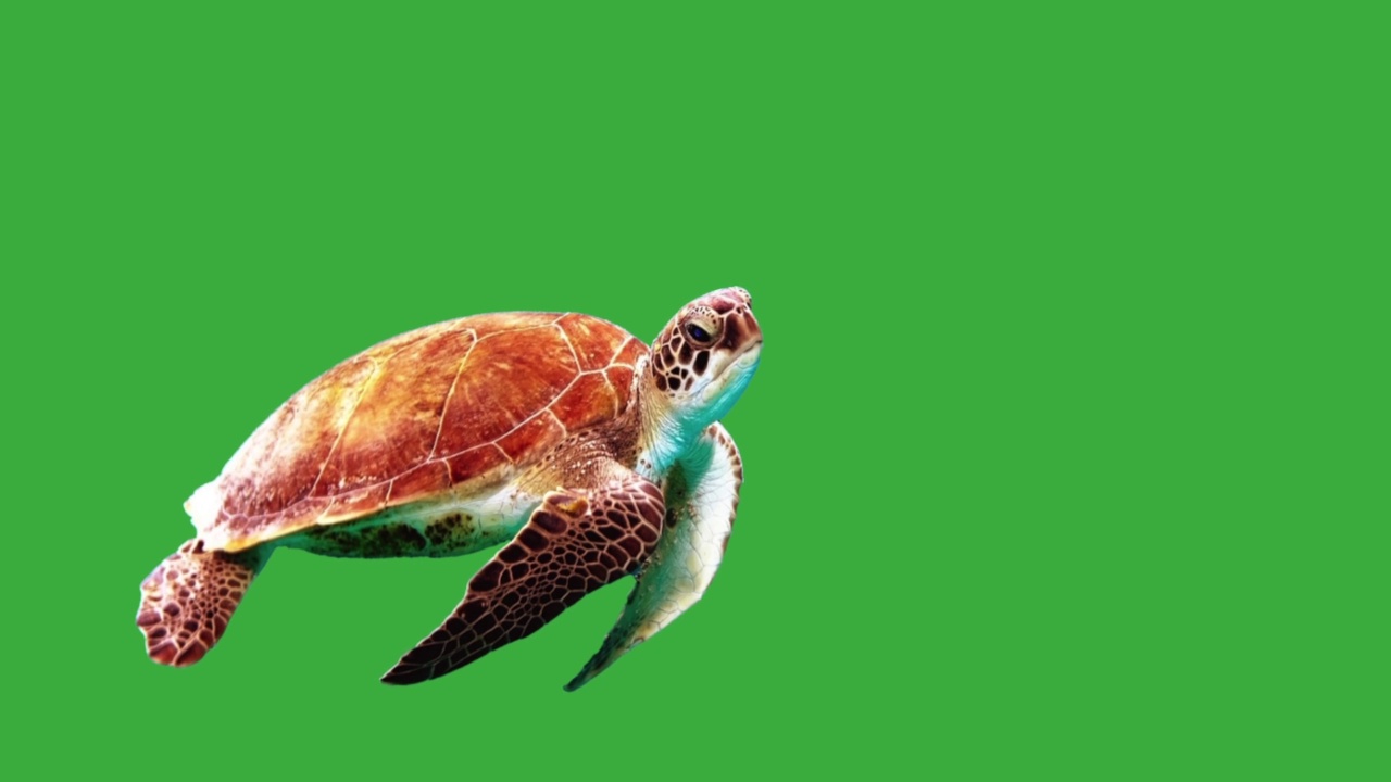绿色屏幕跳舞的海龟动画视频下载