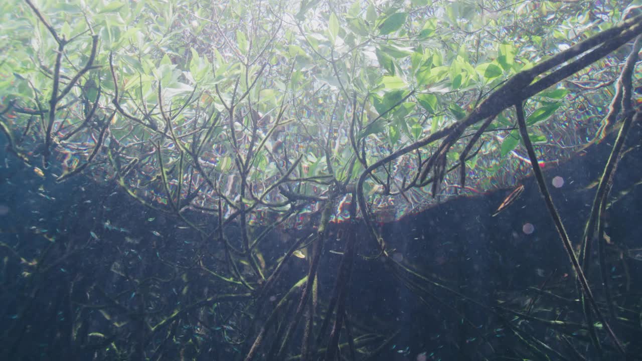 从水下看红树林视频素材