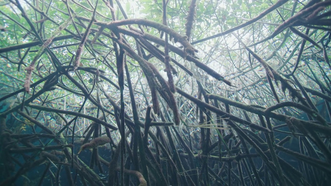 红树林的根在水下视频素材