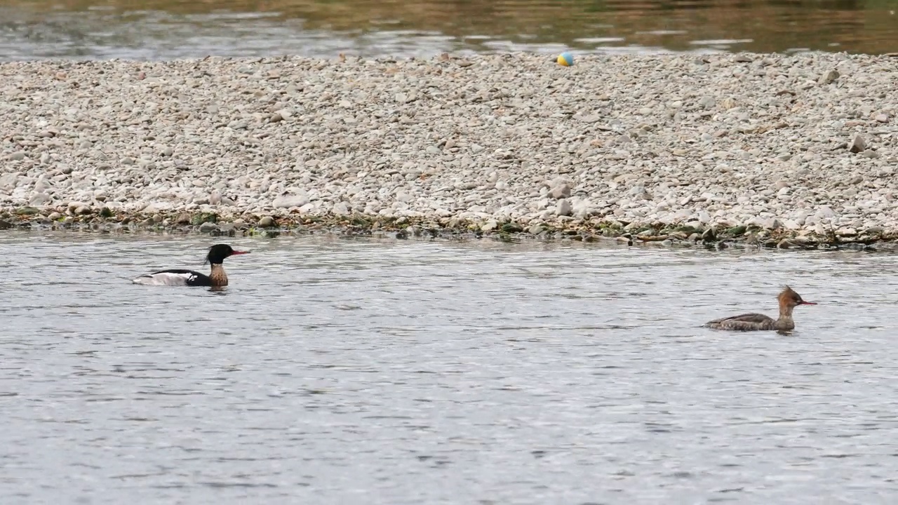 在英国湖区安布尔赛德的布拉塞河上，一对红胸秋沙鼠，秋沙鼠。视频素材