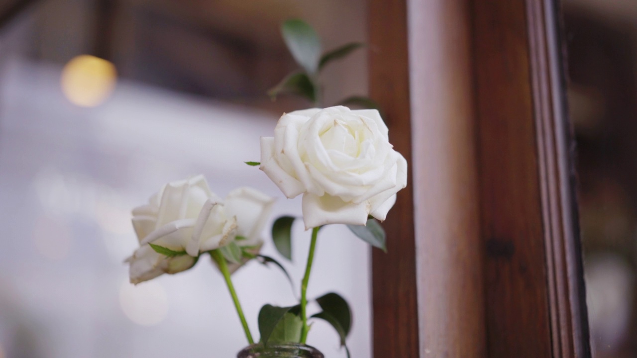 花瓶里的白玫瑰视频素材