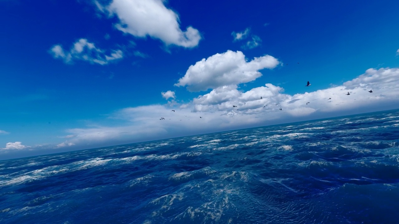 海鸥在海里自由地飞翔视频下载