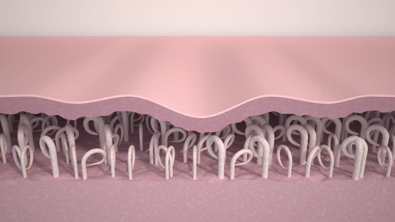 皱纹平滑。医学3d动画展示了皮肤年轻化、胶原蛋白和弹性蛋白纤维重建、皱纹消除和皮肤紧致的过程。抗衰老治疗的效果。视频下载