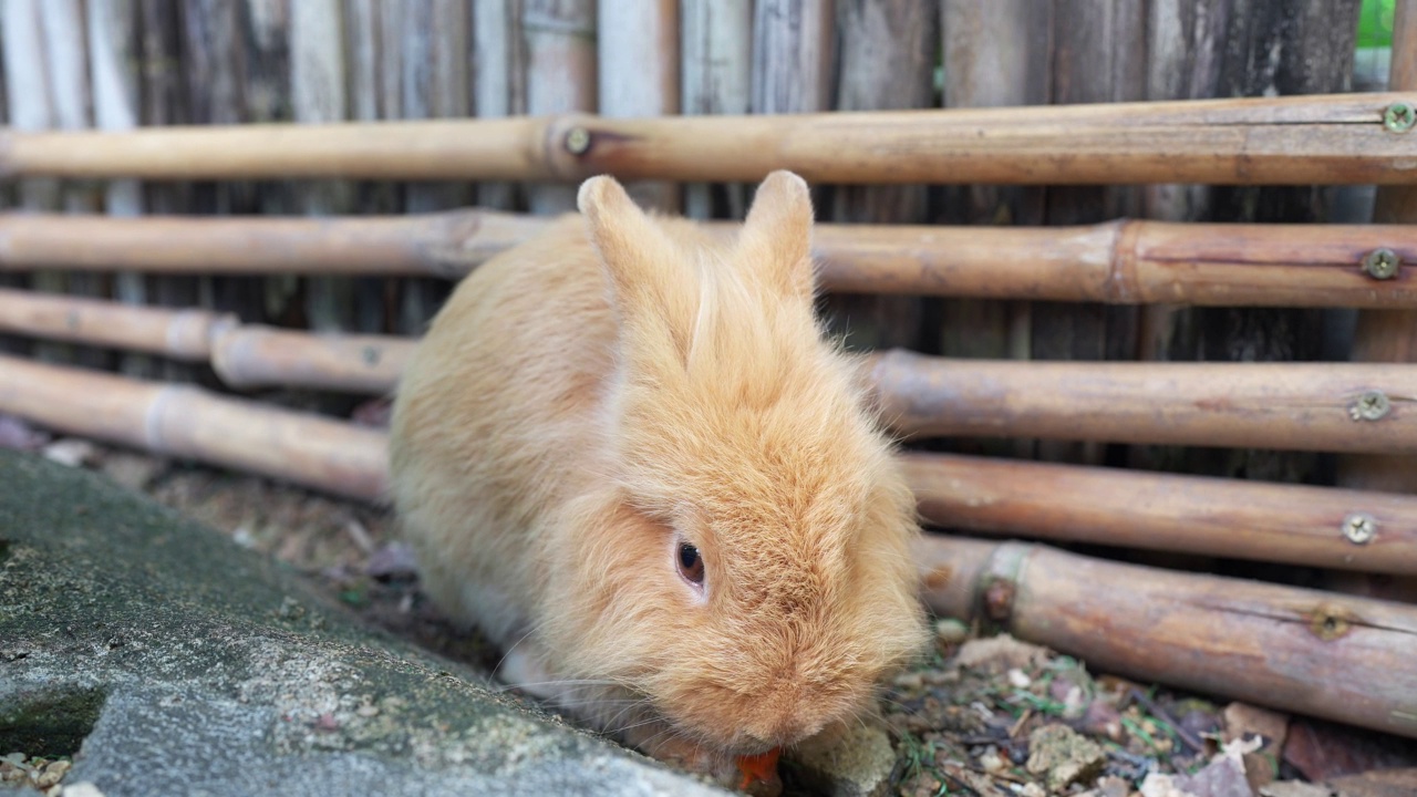 可爱的棕色小兔子正在吃地上的胡萝卜。视频素材