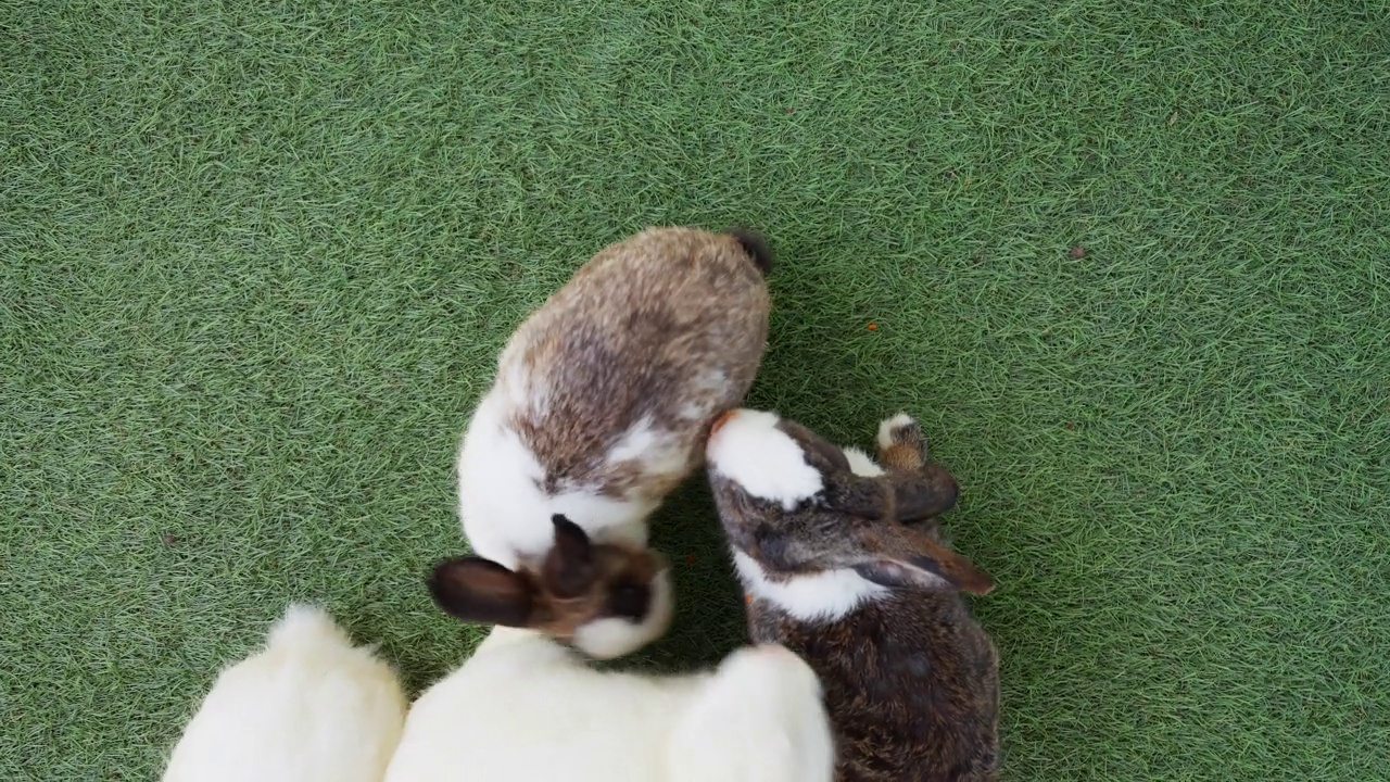 俯视图可爱的兔子在草地上吃蔬菜。视频素材