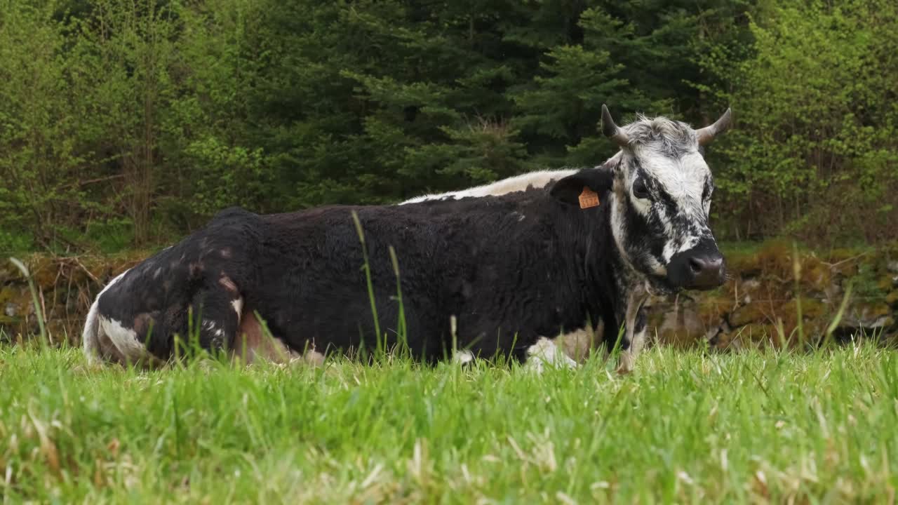 Vosgienne黑白奶牛稀有物种休息躺在绿色草地在春天法国Vosges 4K视频素材