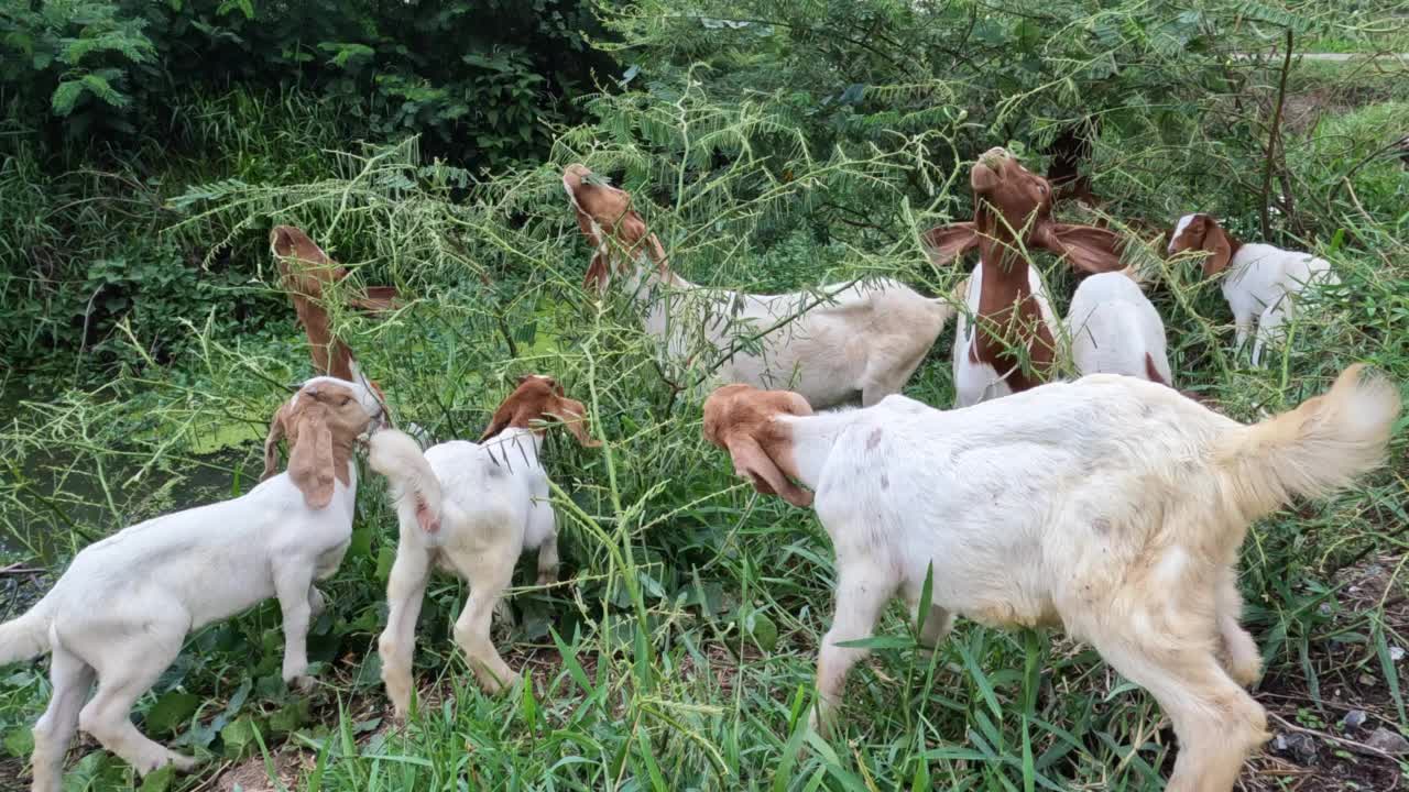 山羊在田野里吃草视频下载