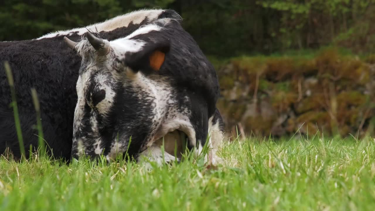 罕见的Vosgienne黑白奶牛睡躺在绿色草地在春天法国Vosges 4K视频素材