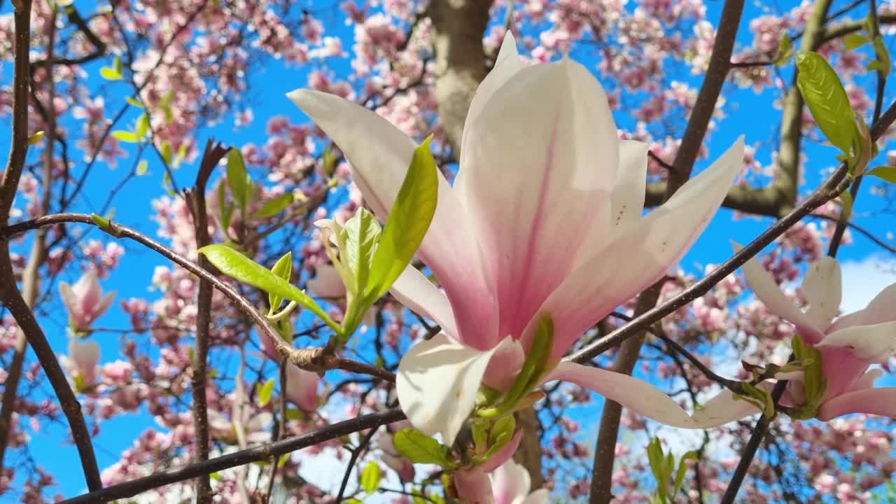 开花杜鹃花枝特写。春天蔚蓝的天空映衬着盛开的大自然视频素材