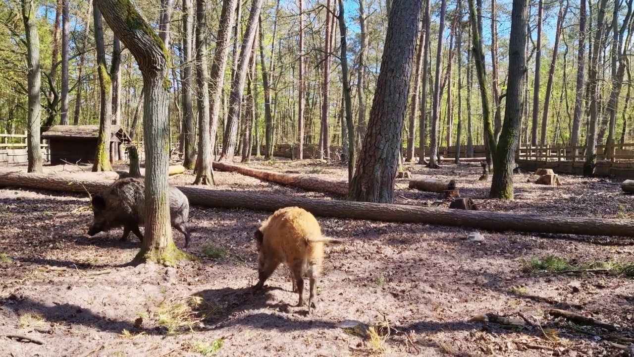 野猪或野猪，欧亚野猪。野猪在森林里行走。长着毛茸茸的动物的野生动物视频素材